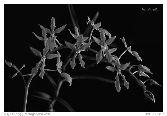 Renanthera bella. A species orchid (black and white)