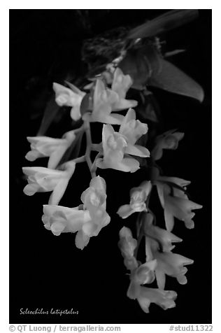 Scleochilus latipetalus. A species orchid (black and white)