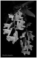 Scleochilus latipetalus. A species orchid (black and white)