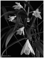 Sobralia allenii. A species orchid ( black and white)