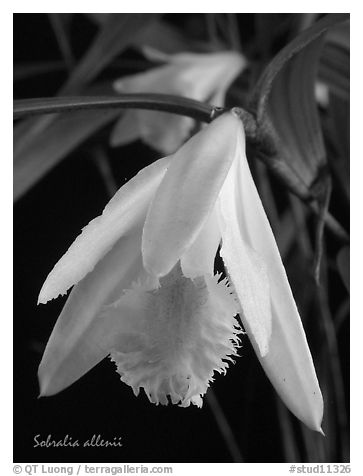 Sobralia allenii. A species orchid (black and white)