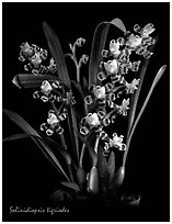 Solinidiopsis tigriodes. A species orchid ( black and white)