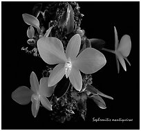 Sophronitis mantiquerae. A species orchid (black and white)