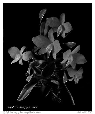 Sophronitis pygmaea. A species orchid (black and white)