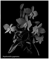 Sophronitis pygmaea. A species orchid (black and white)