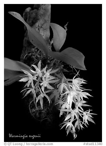 Warmingia eugeneii. A species orchid (black and white)