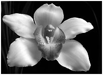 Cymbidium Cleo Sherman 'Danielle'. A hybrid orchid (black and white)