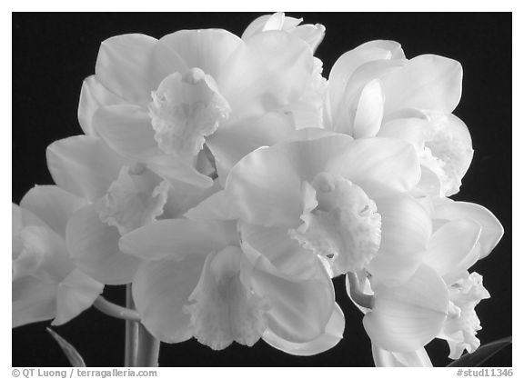 Cymbidium Culpaulin 'Ice Green'. A hybrid orchid (black and white)