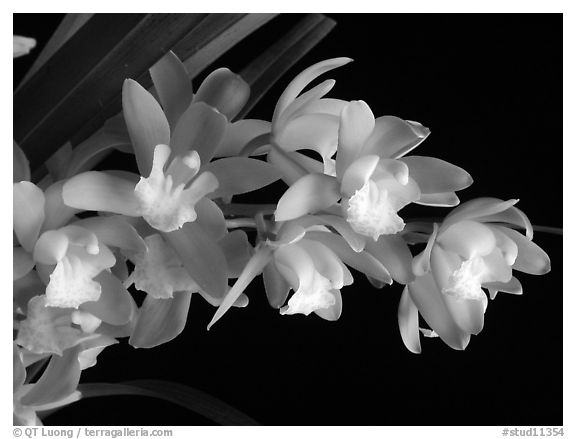 Cymbidium Green Sour 'Fresh'. A hybrid orchid (black and white)