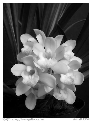 Cymbidium Janis Lin 'Emily Kate'. A hybrid orchid (black and white)