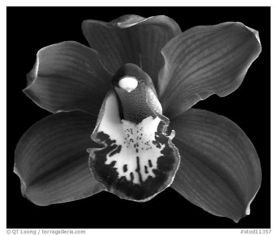 Cymbidium Lady Fire 'Red Angelica'. A hybrid orchid (black and white)