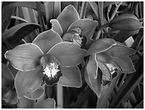 Cymbidium Mighty Sunset 'Annabelle'. A hybrid orchid ( black and white)