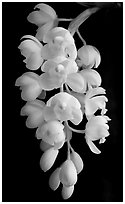 Cymbidium Mini Sarah 'Pearl Fall'. A hybrid orchid ( black and white)