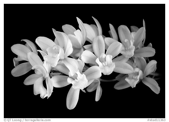 Cymbidium Olymilum 'White Elf'. A hybrid orchid (black and white)
