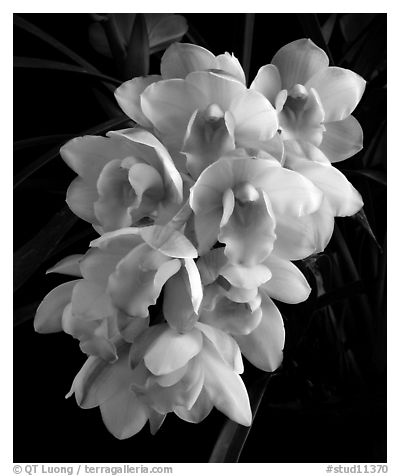 Cymbidium Splendid Pinkie 'Petite Minerve'. A hybrid orchid (black and white)