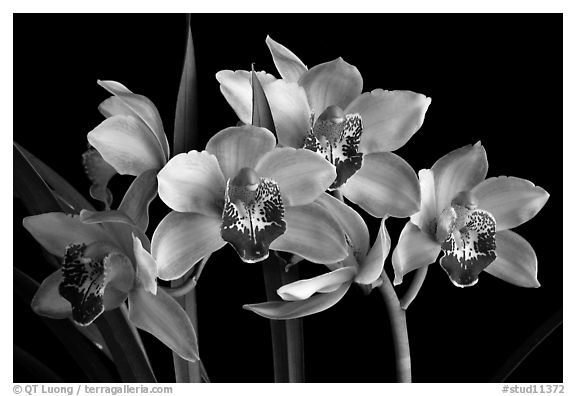 Cymbidium Summer Love 'Dwaft Pink'. A hybrid orchid (black and white)
