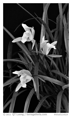 Cymbidium Oriental Elf. A hybrid orchid (black and white)