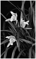 Cymbidium Oriental Elf. A hybrid orchid (black and white)