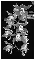 Cymbidium (Firewheel x Looker). A hybrid orchid (black and white)