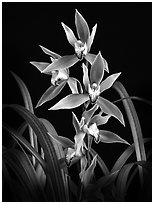 Cymbidium (lianpan x Eburneo-lowianum concolor). A hybrid orchid (black and white)