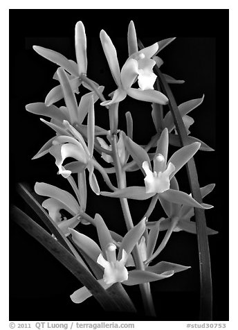 Cymbidium Alice William. A hybrid orchid (black and white)