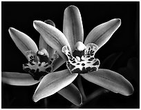 Cymbidium Amapola 'Victoria'. A hybrid orchid (black and white)