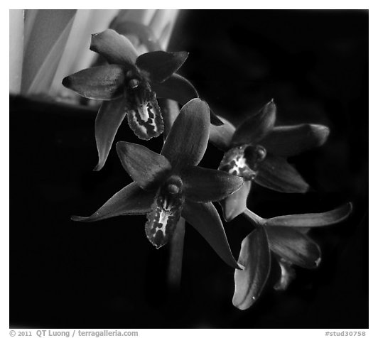 Cymbidium Australian Midnight. A hybrid orchid (black and white)