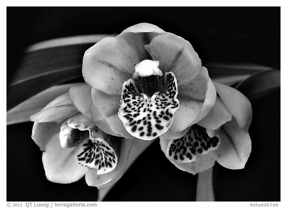 Cymbidium Be-Bop Delux 'Teeny Booper' Flower. A hybrid orchid (black and white)