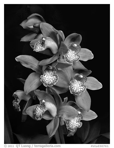 Cymbidium Big Deal 'Debbie'. A hybrid orchid (black and white)