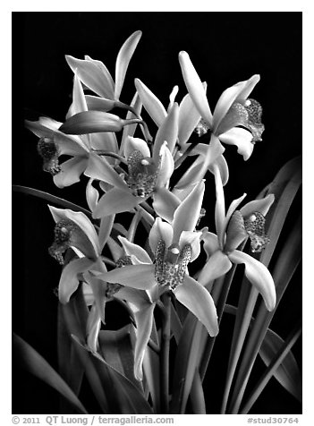 Cymbidium Cherry Blossom 'Profusion'. A hybrid orchid (black and white)