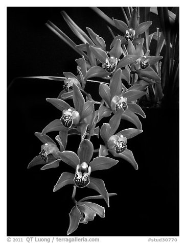 Cymbidium Devon Fire. A hybrid orchid (black and white)