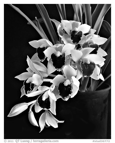 Cymbidium Devon Gala 'New Horizon'. A hybrid orchid (black and white)
