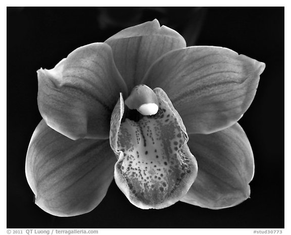 Cymbidium Devon Lord 'Viceroy'. A hybrid orchid (black and white)