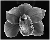 Cymbidium Devon Lord 'Viceroy'. A hybrid orchid (black and white)