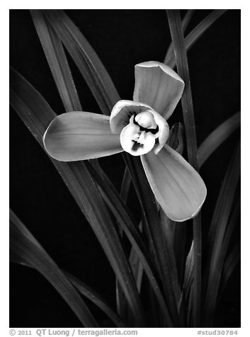 Cymbidium goeringii.  A species orchid.. A hybrid orchid (black and white)