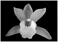 Cymbidium Hold That Tiger Flower. A hybrid orchid (black and white)