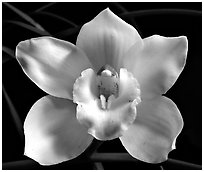 Lionello 'Coldsprings' Flower. A hybrid orchid ( black and white)