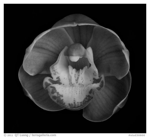 Cymbidium Lucky Gloria 'Fukunokami'. A hybrid orchid