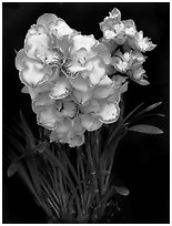 Cymbidium Lucky Gloria 'Tri Lip'. A hybrid orchid (black and white)