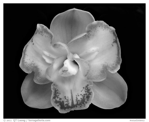 Cymbidium Lucky Gloria 'Tri-Lip' Flower. A hybrid orchid (black and white)