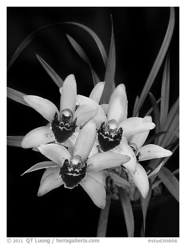 Cymbidium Memoria Athalie Elizabeth. A hybrid orchid