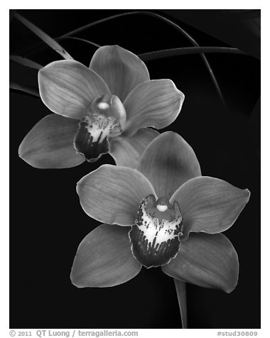 Cymbidium Mighty Sunset 'Annabelle'. A hybrid orchid (black and white)