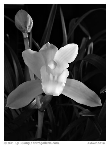 Cymbidium Oriental Elf 'Elegant'. A hybrid orchid (black and white)