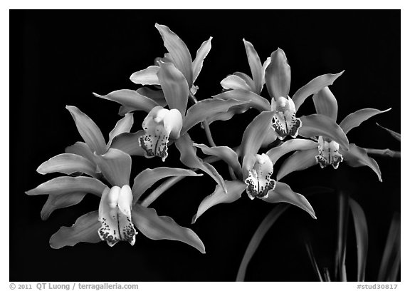 Cymbidium Pepper's Fire 'Fiesta' Flower. A hybrid orchid (black and white)