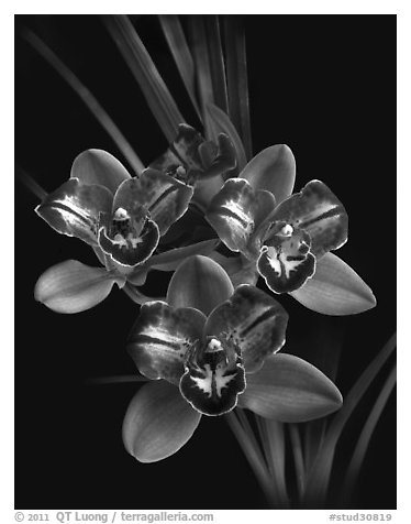 Cymbidium Pipeta 'Royal Gem' Flower. A hybrid orchid (black and white)