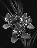 Cymbidium Pipeta 'Royal Gem' Flower. A hybrid orchid (black and white)