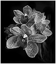 Cymbidium Pinata Flower. A hybrid orchid (black and white)