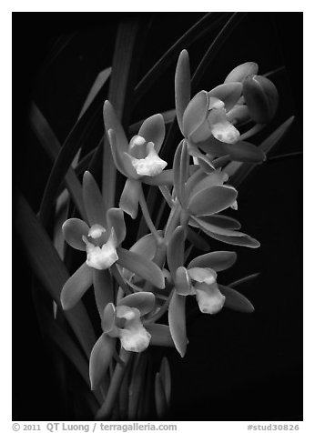 Cymbidium pumilum semi album.  A species orchid.. A hybrid orchid (black and white)