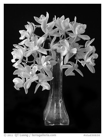 Cymbidium Sarah Jean 'Crystal Fall'. A hybrid orchid (black and white)