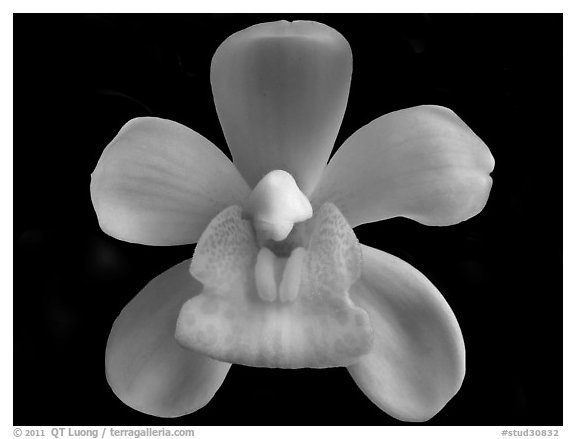 Sarah Jean 'Ice Cascades' Flower. A hybrid orchid (black and white)